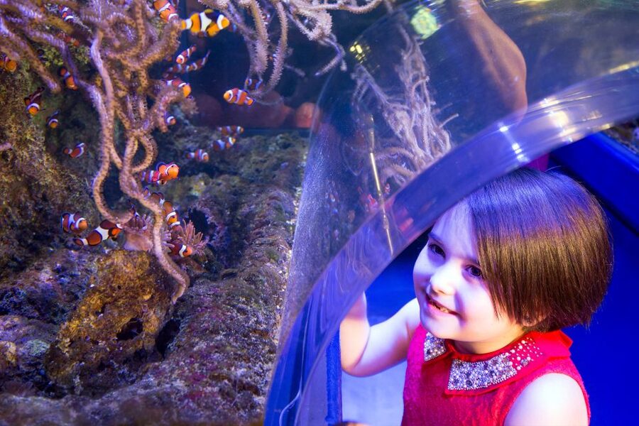 Birmingham: National Sea Life Centre Entrance Ticket - Jellyfish, piranhas, and the 4D Cinema
