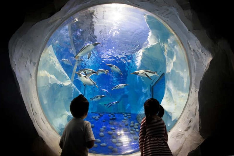 Birmingham: National Sea Life Centre Entrance Ticket - The 360° Ocean Tunnel and its large residents