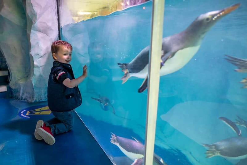 Birmingham: National Sea Life Centre Entrance Ticket - What the $25 ticket is really worth
