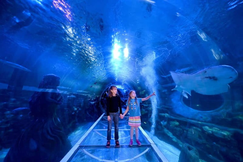 Birmingham: National Sea Life Centre Entrance Ticket - Timing, food, and practical planning