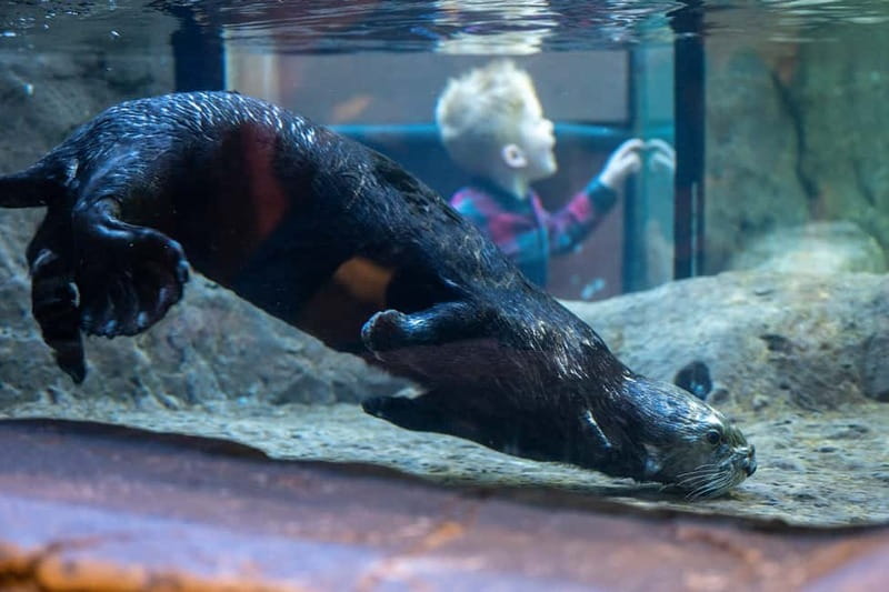 Birmingham: National Sea Life Centre Entrance Ticket - Who will enjoy this most