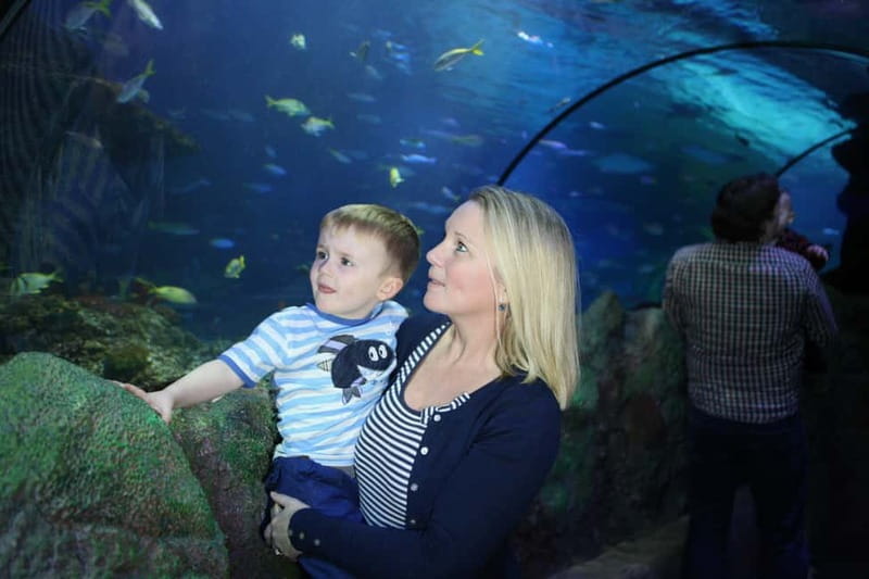 Blankenberge: SEA LIFE Entry Ticket - The seal clinic is the heart of the visit