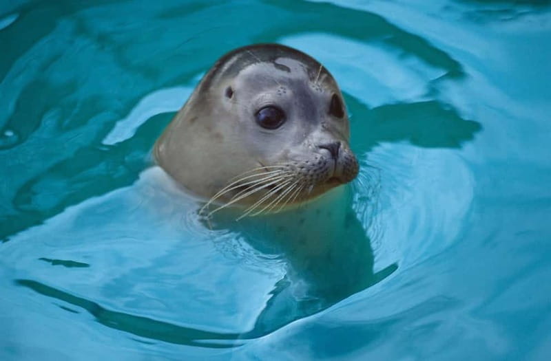 Blankenberge: SEA LIFE Entry Ticket - Follow the seahorse breeding program
