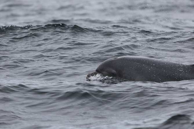 Blasket Island Sea Life Rib Tour, - Is the $116.14 price good value?