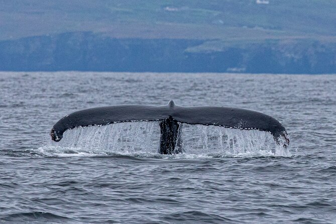 Blasket Island Sea Life Rib Tour, - Who will enjoy this tour most?