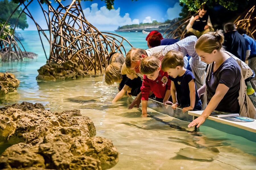 Boston: New England Aquarium Entry + Optional Simons Theatre - Plan your route around crowds and comfort