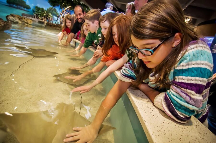 Boston: New England Aquarium Entry + Optional Simons Theatre - What the $39 aquarium ticket actually gives you