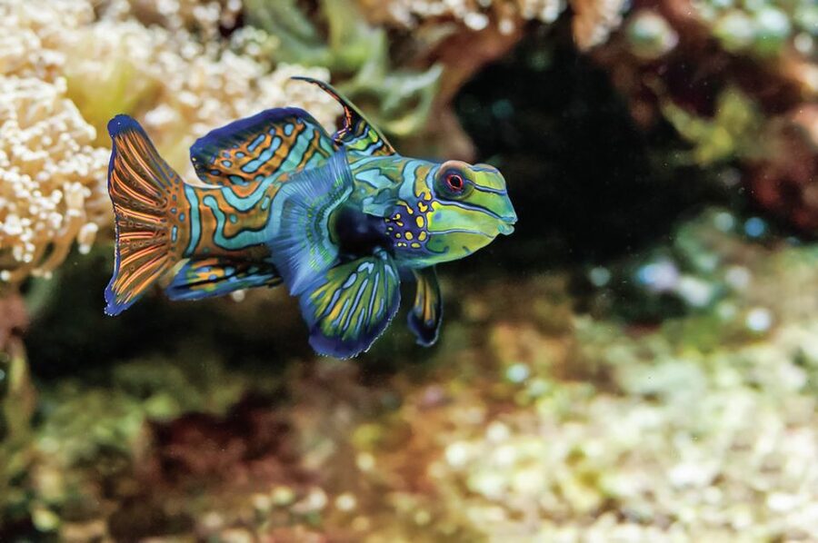 Boston: New England Aquarium Entry + Optional Simons Theatre - Compare Caribbean and Indo-Pacific reef life