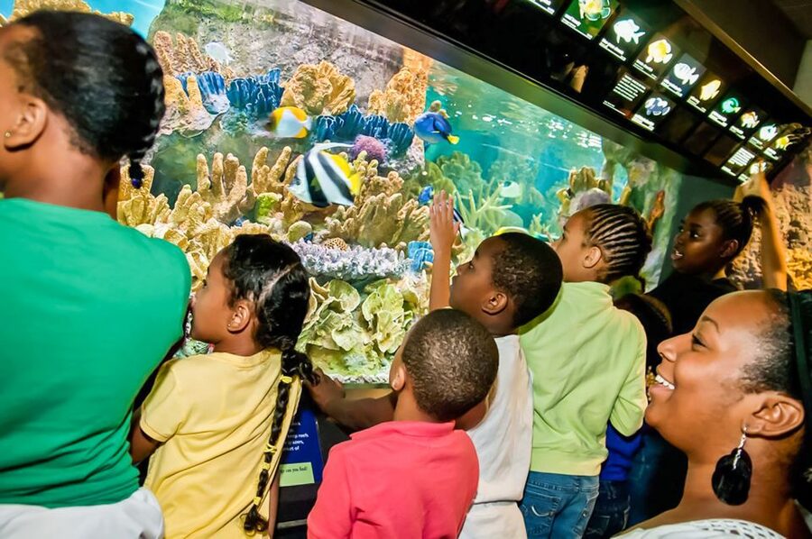 Boston: New England Aquarium Entry + Optional Simons Theatre - Watch California sea lions in the Marine Mammal Center