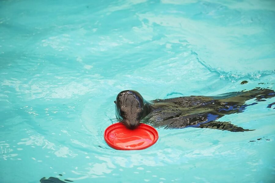 Boston: New England Aquarium Entry + Optional Simons Theatre - Take time with the tanks beyond the headline exhibits