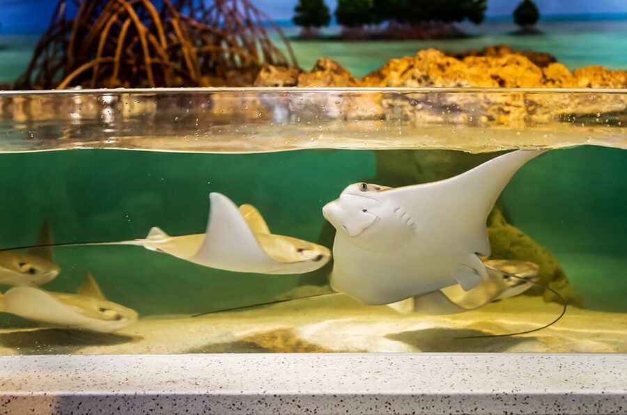 Boston: New England Aquarium Entry + Optional Simons Theatre - Choose the right Simons Theatre film