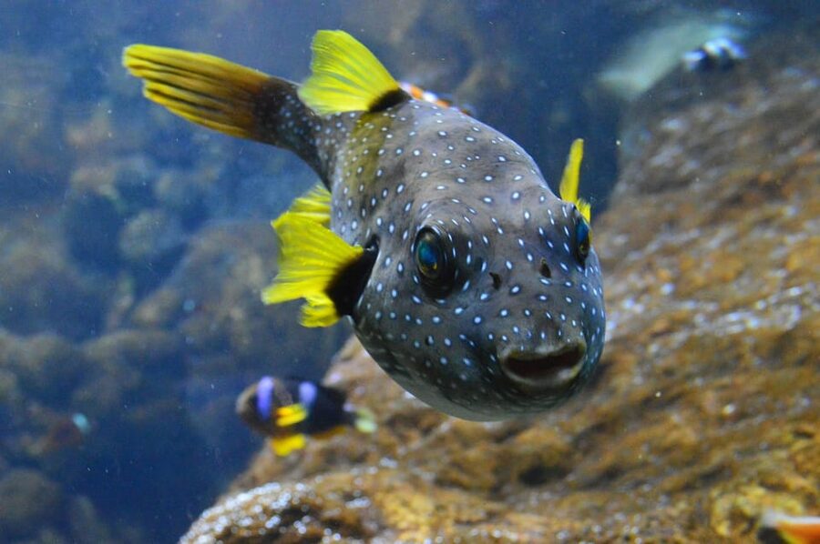 Bournemouth Oceanarium Ticket - How long should you stay?