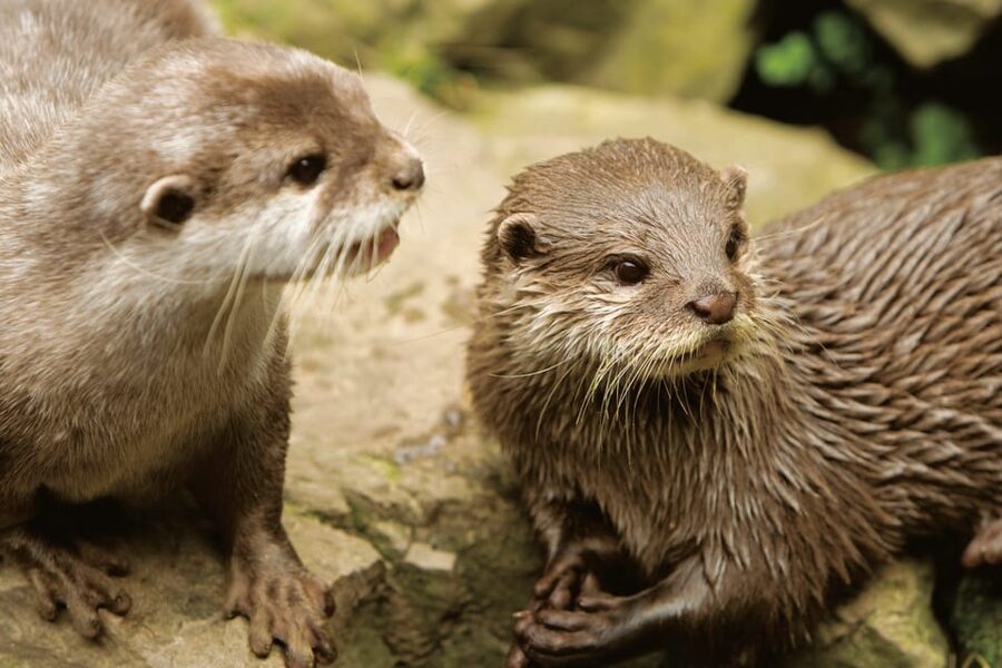 Bournemouth Oceanarium Ticket - Accessibility and practical planning