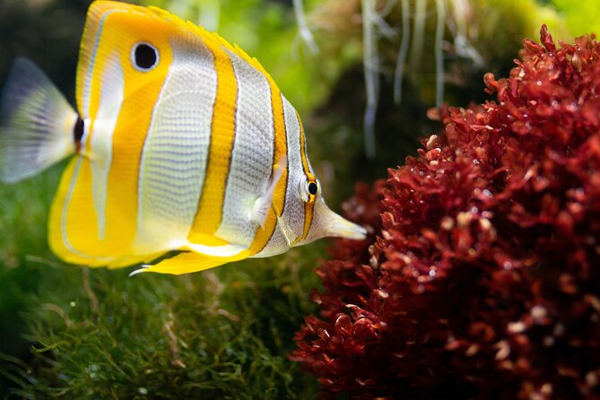 Burj Khalifa and Dubai Aquarium Combo Entrance Ticket - Who should book this Dubai combo?