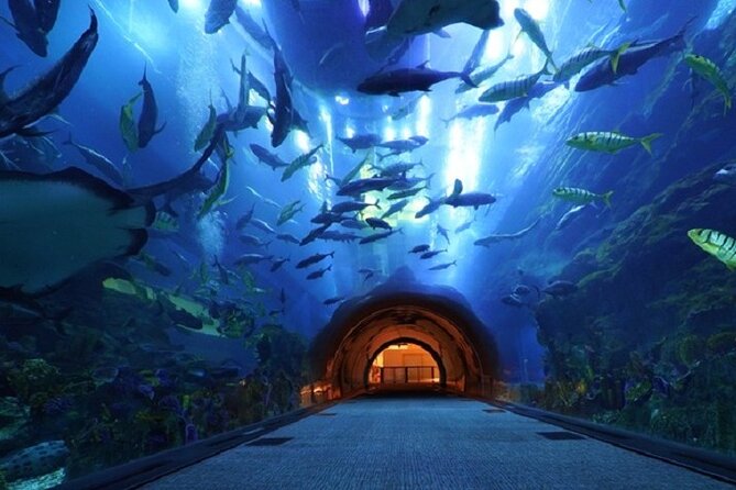 Burj Khalifa and Dubai Aquarium with Penguin Cove Combo - Penguin Cove and the timing problem