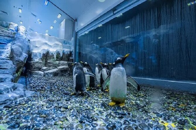 Burj Khalifa and Dubai Aquarium with Penguin Cove Combo - Booking advice and final call
