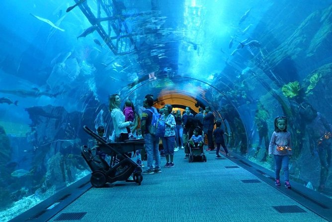 Burj Khalifa, Dubai Aquarium & UWZ with Penguin Cove Entry Ticket - Penguin Cove and the Underwater Zoo