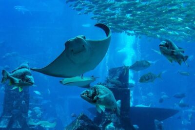Burj Khalifa, Dubai Aquarium & UWZ with Penguin Cove Entry Ticket