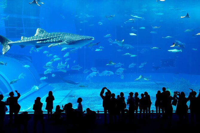 Burj Khalifa, Dubai Aquarium & UWZ with Penguin Cove Entry Ticket - Who will enjoy this most?