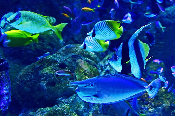 Burj Khalifa, Dubai Aquarium & UWZ with Penguin Cove Tickets - Is the combo good value at $118.75?