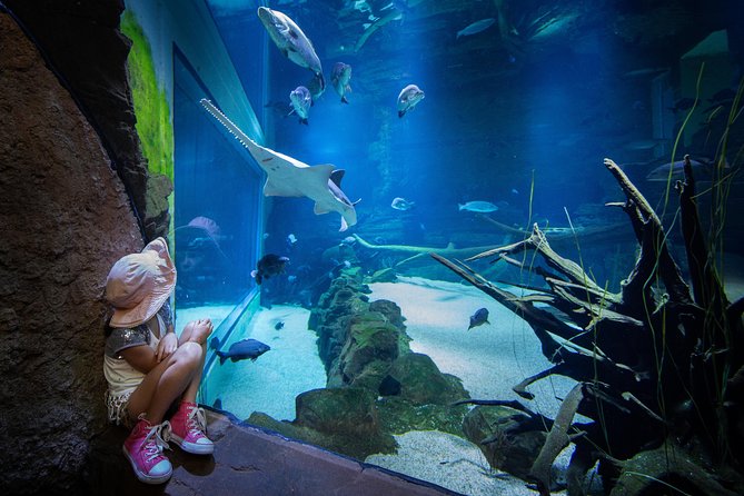 Cairns Aquarium Admission Ticket - Talks, feeding shows, and useful learning