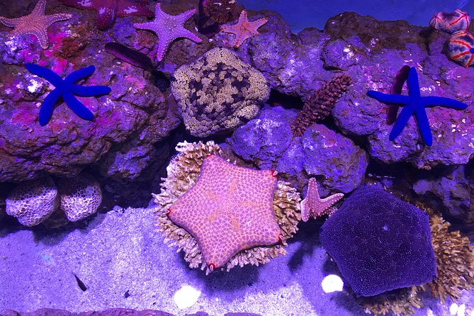 Cairns Aquarium Admission Ticket - How long you need and when to arrive