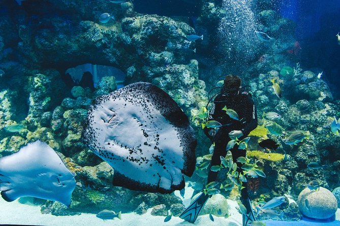 Cairns Aquarium Admission Ticket - Is the $41.60 ticket good value?