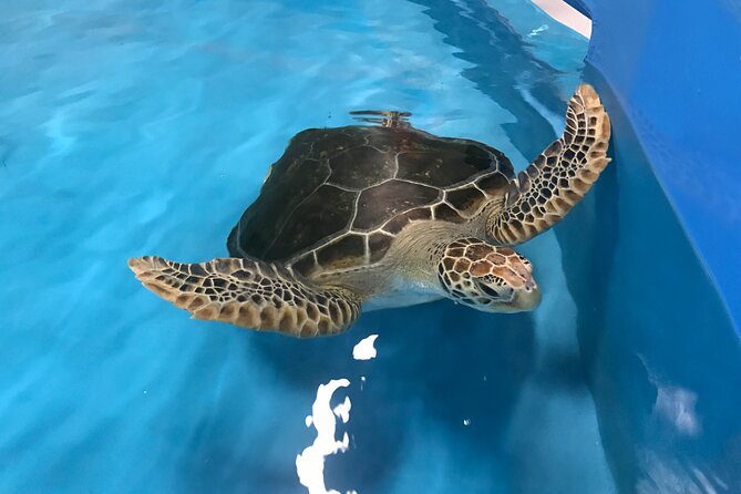 Cairns Aquarium and small group City Sightseeing Tour - Three hours among reef fish, sharks, and rays