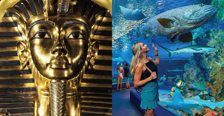 Cairns: Aquarium and Tomb of the Pharaohs Entry Ticket - Start with the Cairns Aquarium