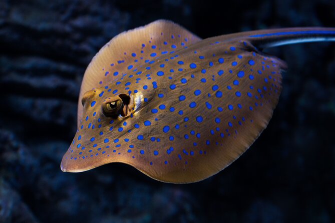 Cairns Aquarium by Twilight Tour - Entering Cairns Aquarium at 3:00 pm