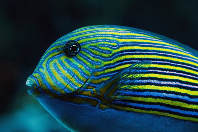 Cairns Aquarium by Twilight Tour - Who will enjoy the twilight format most
