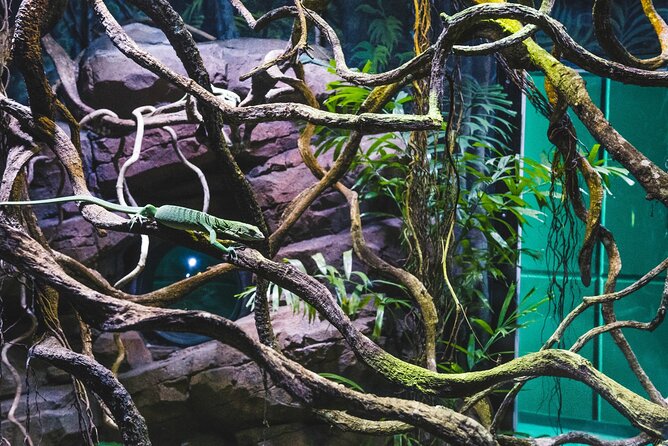 Cairns Aquarium by Twilight Tour - What makes this tour different from a regular aquarium visit