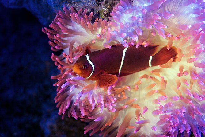 Cairns Aquarium by Twilight Tour - Watching the move from daylight to night
