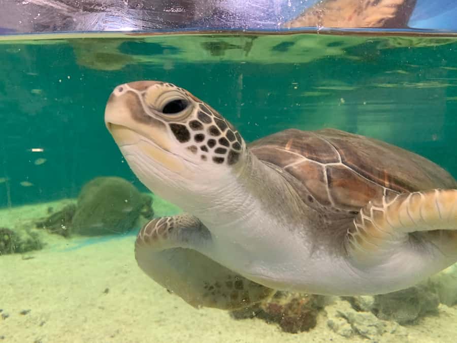 Cairns: Aquarium Entry Ticket and Turtle Rehabilitation Tour - Key points at a glance