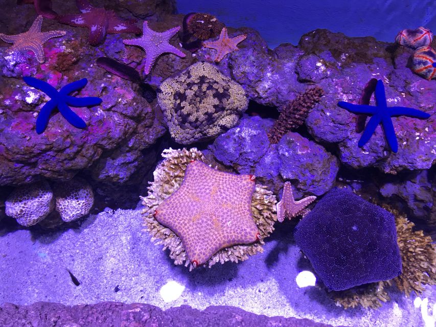Cairns Aquarium General Admission Ticket - The 10-metre reef tank
