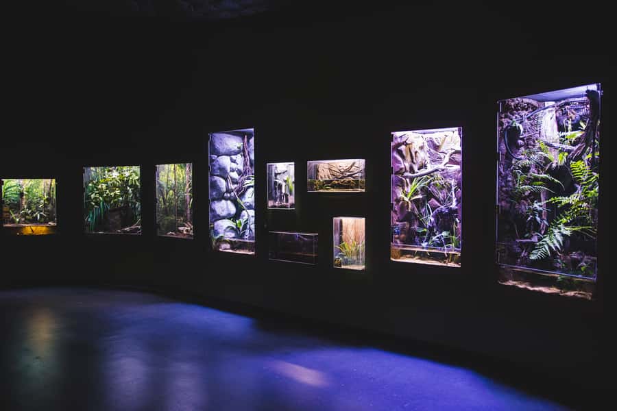 Cairns Aquarium General Admission Ticket - The Oceanarium and underwater tunnel