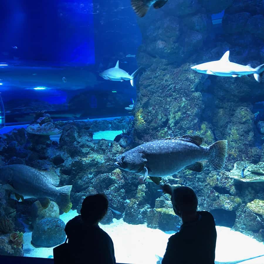 Cairns Aquarium General Admission Ticket - Touch tanks and hands-on learning