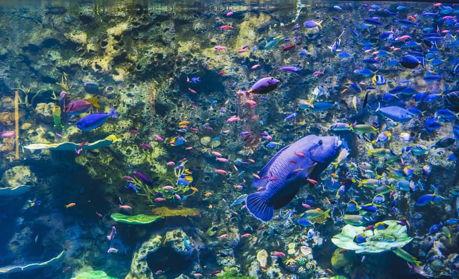 Cairns Aquarium General Admission Ticket - How much time should you allow?