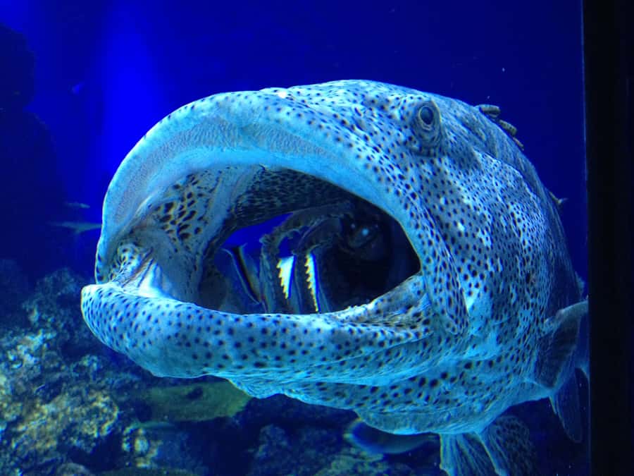 Cairns: Aquarium Guided Twilight Tour with 3-Course Dinner - Key points to know before you book
