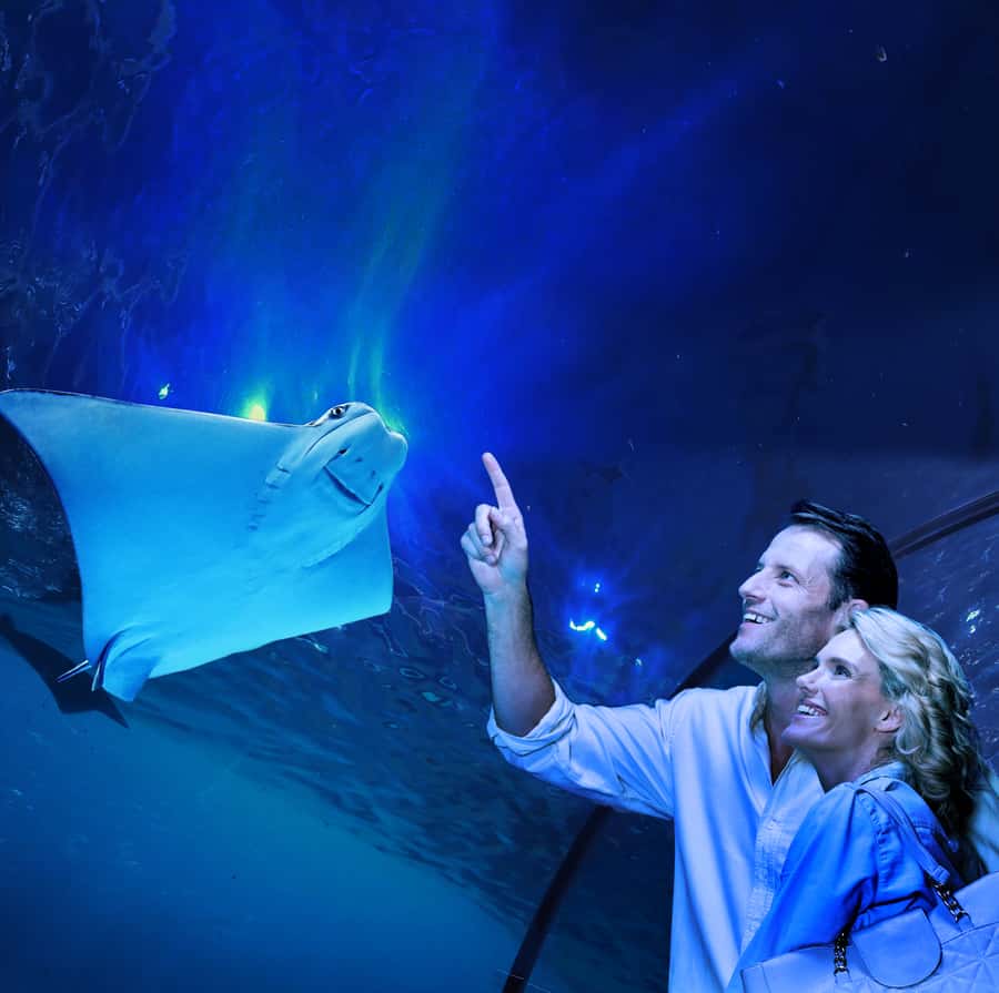 Cairns: Aquarium Guided Twilight Tour with 3-Course Dinner - Why the aquarium feels different after sunset