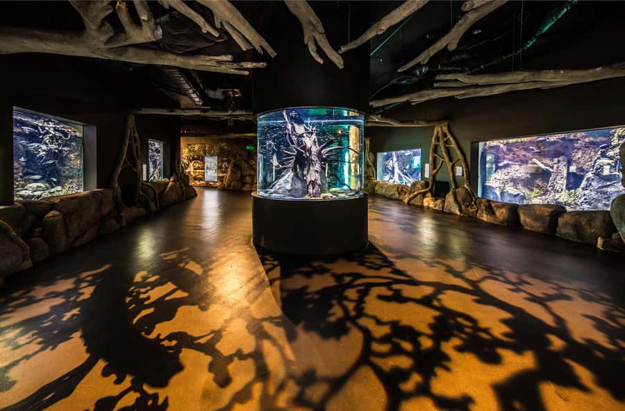 Cairns: Aquarium Guided Twilight Tour with 3-Course Dinner - Rainforest creatures and the first signs of night