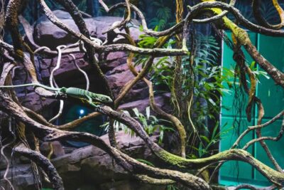 Cairns: Aquarium Guided Twilight Tour with 3-Course Dinner