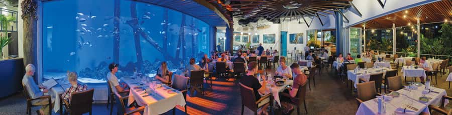 Cairns: Aquarium Guided Twilight Tour with 3-Course Dinner - Mangroves, reef lagoons, and the Coral Sea tanks