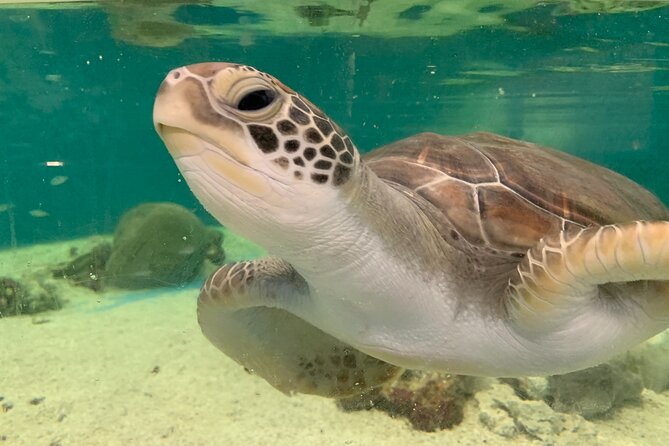 Cairns Aquarium Marine Life Encounter Ticket - A 11:30 am start at Cairns Aquarium