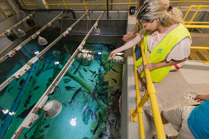 Cairns Aquarium Marine Life Encounter Ticket - Freshwater rays and barramundi feeding