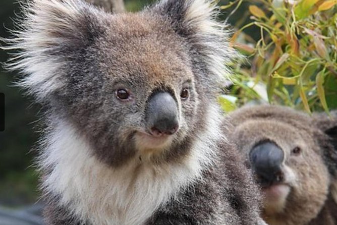 Cairns Aquarium Marine Life Encounter Ticket - Why the $214.46 price can make sense
