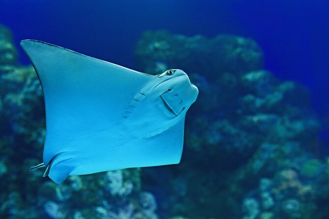 Cairns Aquarium Marine Life Encounter Ticket - Coral propagation and the machinery of care