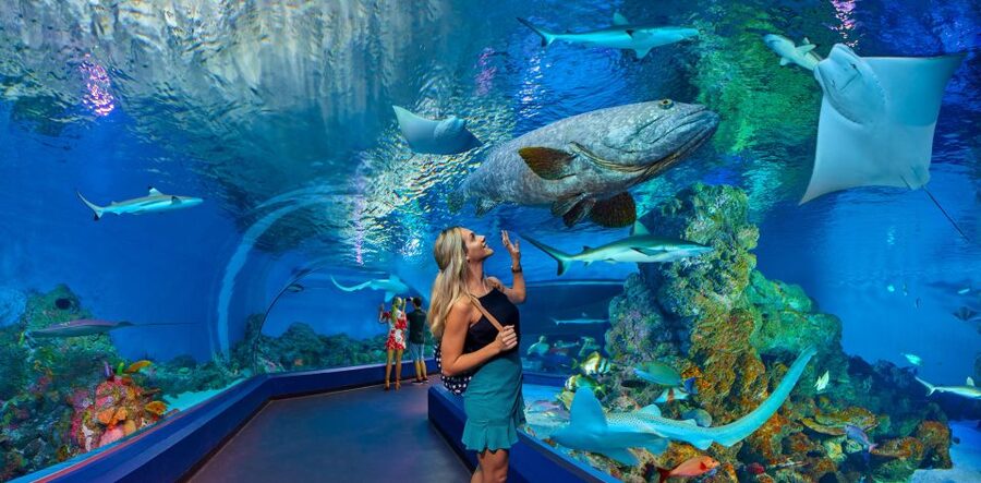 Cairns Aquarium Turtle Hospital and City Sightseeing Tour - Why this Cairns combination works
