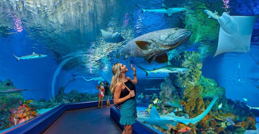 Cairns Aquarium Turtle Hospital and City Sightseeing Tour - The 11:30am turtle rehabilitation visit
