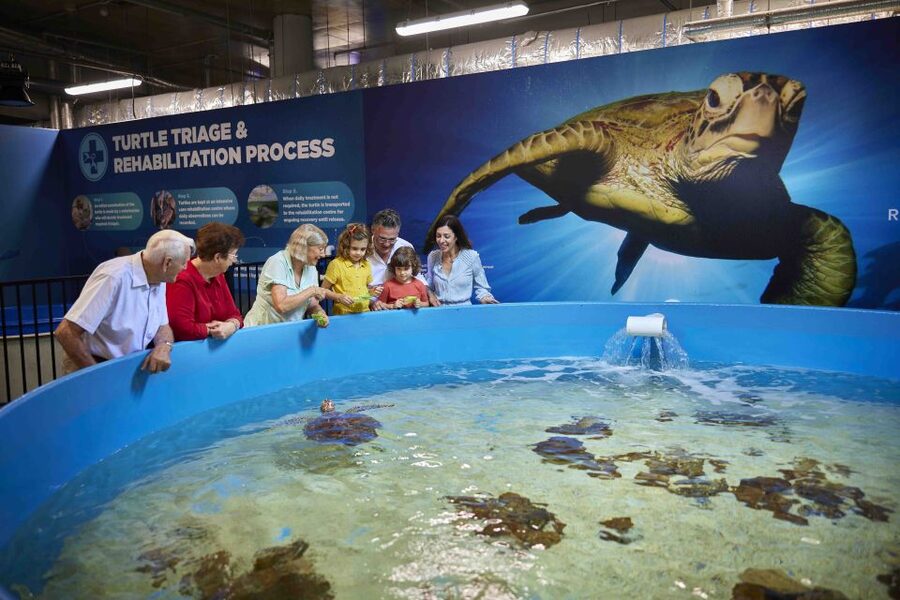Cairns Aquarium Turtle Hospital and City Sightseeing Tour - 9:30am at Cairns Aquarium